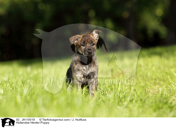 Hollandse Herder Welpe / Hollandse Herder Puppy / JH-10019