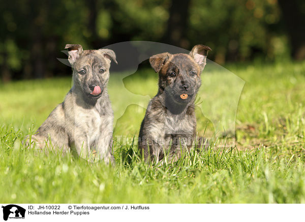 Hollandse Herder Welpen / Hollandse Herder Puppies / JH-10022