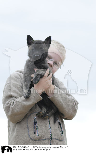 Junge mit Hollandse Herder Welpe / boy with Hollandse Herder Puppy / AP-06943