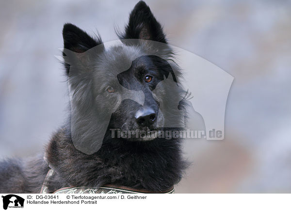 Hollandse Herder Portrait / Hollandse Herdershond Portrait / DG-03641