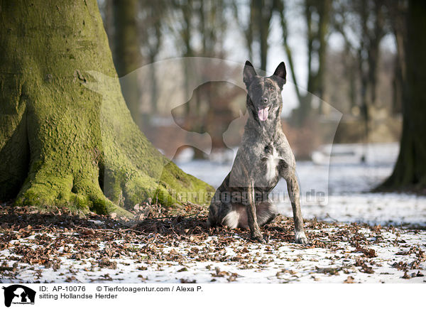 sitzender Hollandse Herder / sitting Hollandse Herder / AP-10076