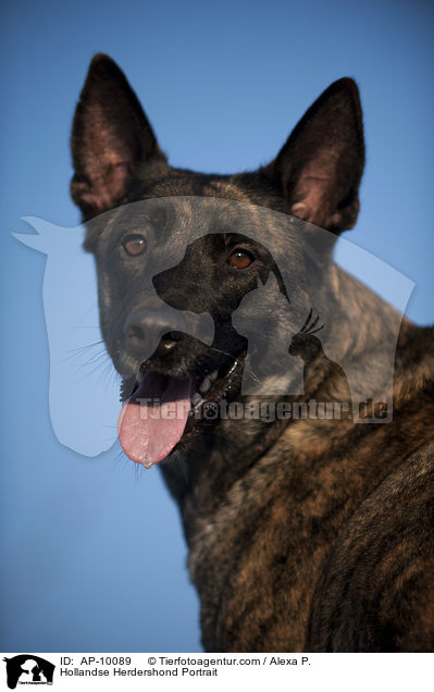 Hollandse Herder Portrait / Hollandse Herdershond Portrait / AP-10089