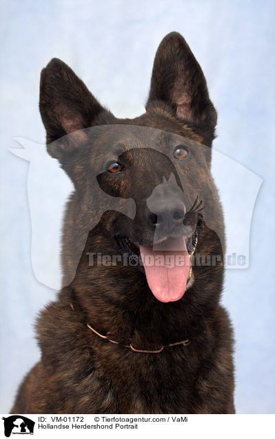 Hollndischer Schferhund Portrait / Hollandse Herdershond Portrait / VM-01172