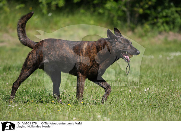 spielender Hollandse Herder / playing Hollandse Herder / VM-01176