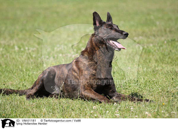 liegender Hollandse Herder / lying Hollandse Herder / VM-01181