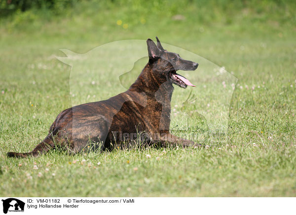 liegender Hollandse Herder / lying Hollandse Herder / VM-01182