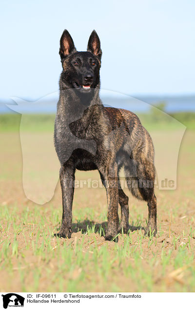 Hollandse Herder / Hollandse Herdershond / IF-09611