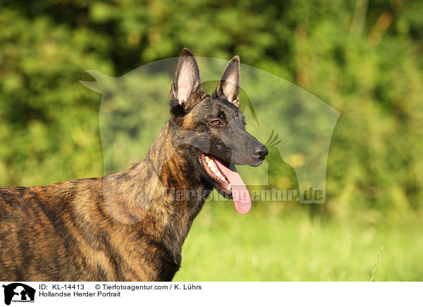 Hollandse Herder Portrait / Hollandse Herder Portrait / KL-14413