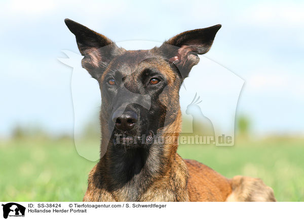 Hollandse Herder Portrait / Hollandse Herder Portrait / SS-38424