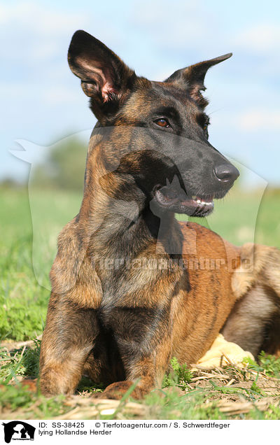 liegender Hollandse Herder / lying Hollandse Herder / SS-38425