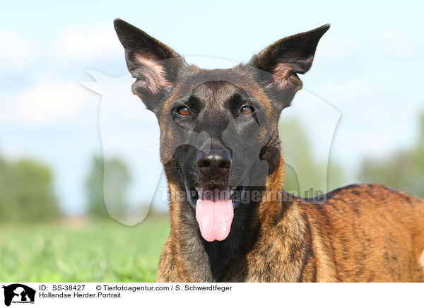 Hollandse Herder Portrait / Hollandse Herder Portrait / SS-38427