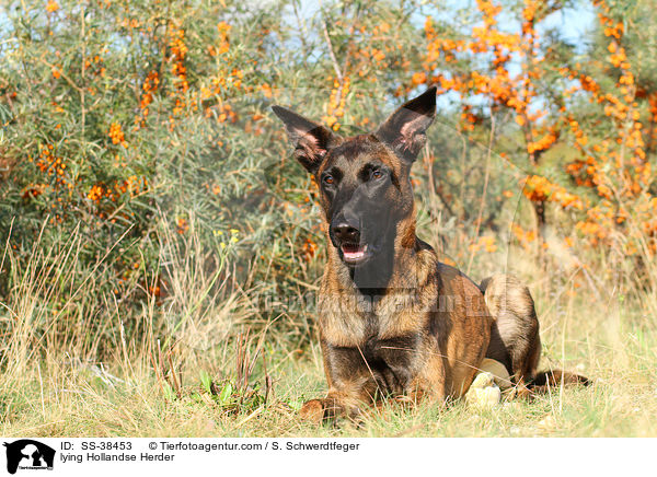 liegender Hollandse Herder / lying Hollandse Herder / SS-38453