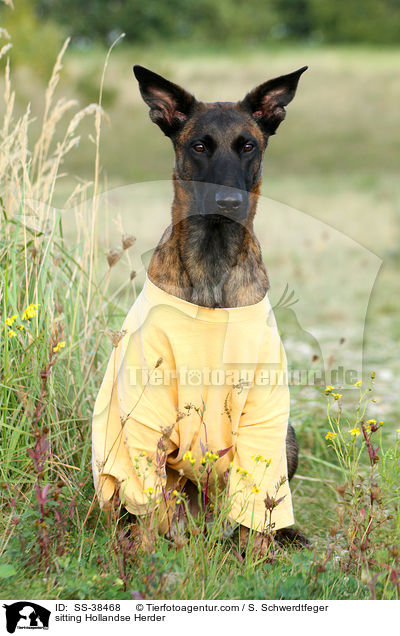 sitting Hollandse Herder / SS-38468