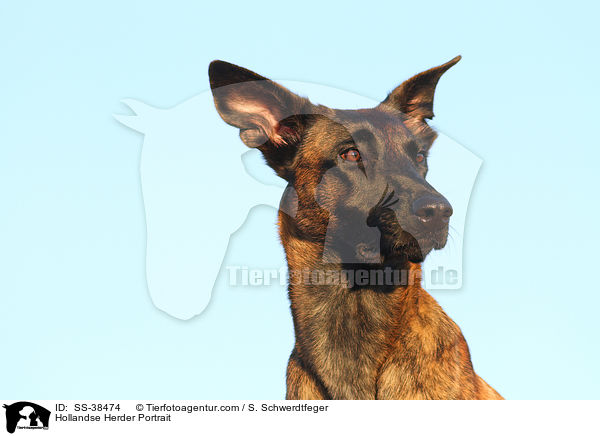 Hollandse Herder Portrait / Hollandse Herder Portrait / SS-38474