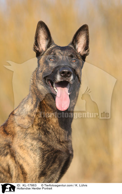 Hollandse Herder Portrait / Hollandse Herder Portrait / KL-17863