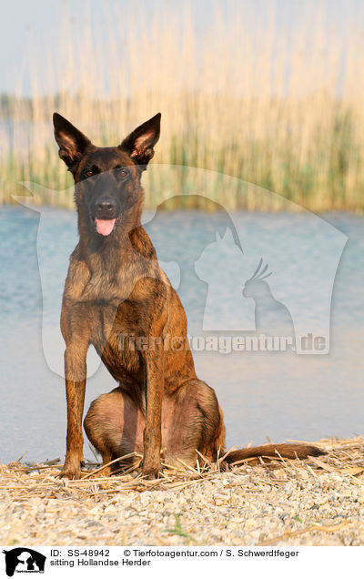 sitzender Hollandse Herder / sitting Hollandse Herder / SS-48942