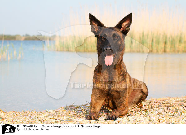 liegender Hollandse Herder / lying Hollandse Herder / SS-48947