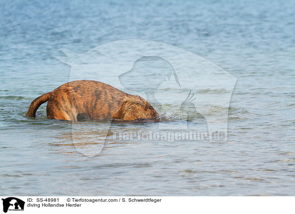 tauchender Hollandse Herder / diving Hollandse Herder / SS-48981