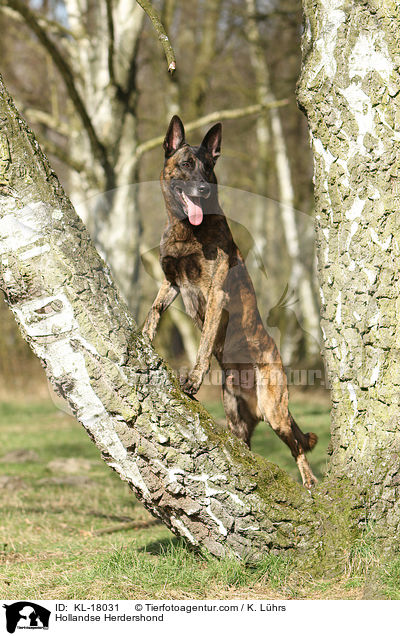 Hollndischer Schferhund / Hollandse Herdershond / KL-18031