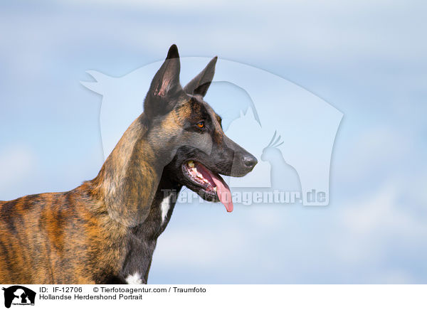 Hollndischer Schferhund Portrait / Hollandse Herdershond Portrait / IF-12706