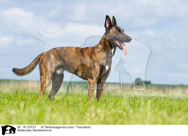 Hollndischer Schferhund / Hollandse Herdershond / IF-12721