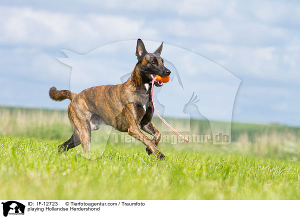 spielender Hollndischer Schferhund / playing Hollandse Herdershond / IF-12723