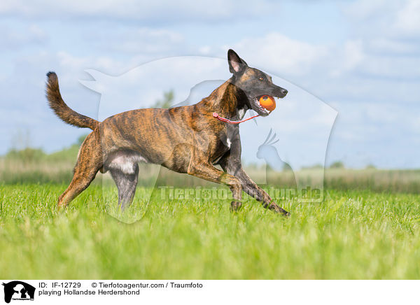 spielender Hollndischer Schferhund / playing Hollandse Herdershond / IF-12729