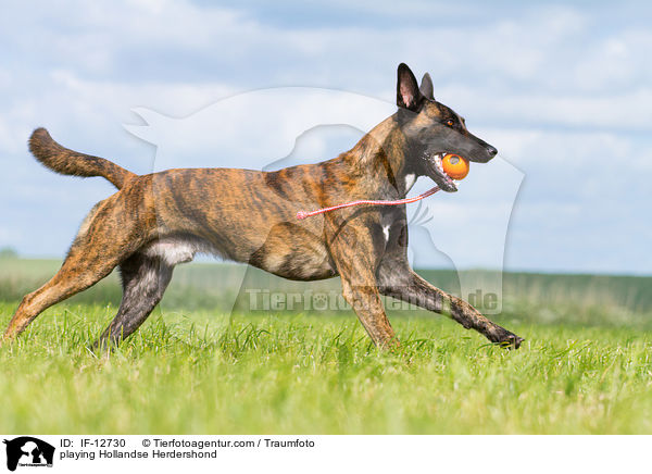 spielender Hollndischer Schferhund / playing Hollandse Herdershond / IF-12730