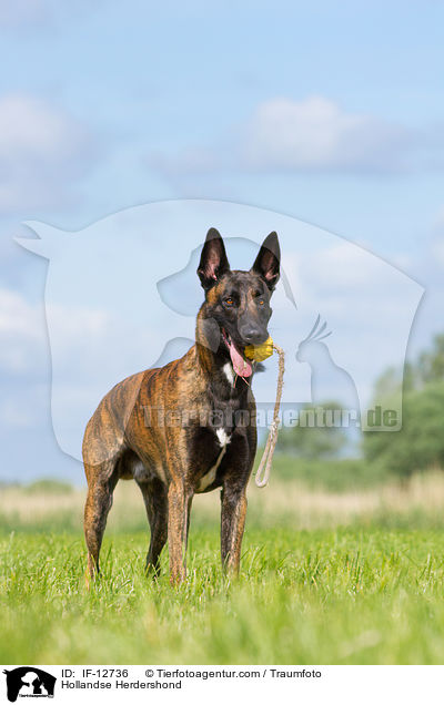 Hollndischer Schferhund / Hollandse Herdershond / IF-12736