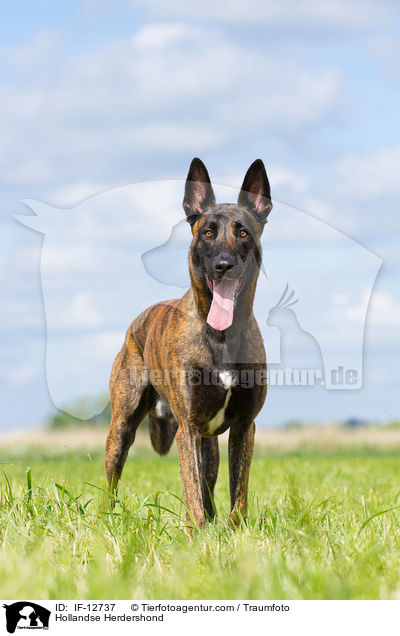 Hollndischer Schferhund / Hollandse Herdershond / IF-12737