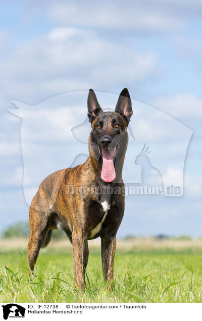 Hollndischer Schferhund / Hollandse Herdershond / IF-12738