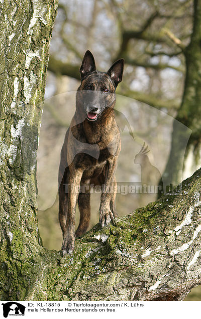 Hollandse Herder Rde steht auf Baum / male Hollandse Herder stands on tree / KL-18815