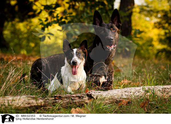 liegender Hollandse Herdershond / lying Hollandse Herdershond / MW-02353