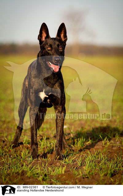 stehender Hollndischer Schferhund / standing Hollandse Herdershond / MW-02361