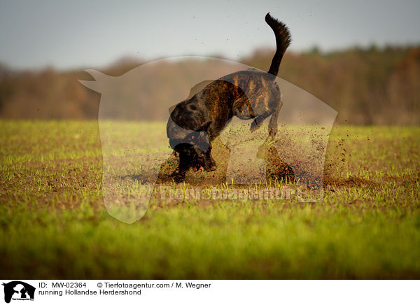 rennender Hollndischer Schferhund / running Hollandse Herdershond / MW-02364