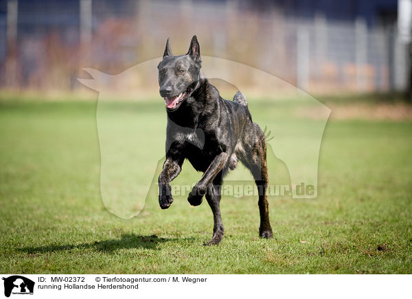 rennender Hollndischer Schferhund / running Hollandse Herdershond / MW-02372