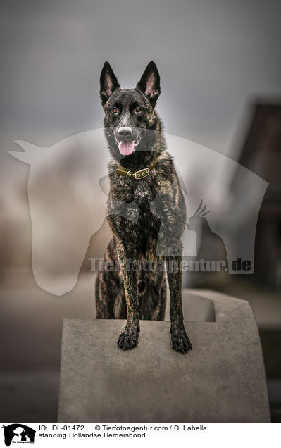 stehender Hollndischer Schferhund / standing Hollandse Herdershond / DL-01472