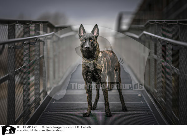 stehender Hollndischer Schferhund / standing Hollandse Herdershond / DL-01473