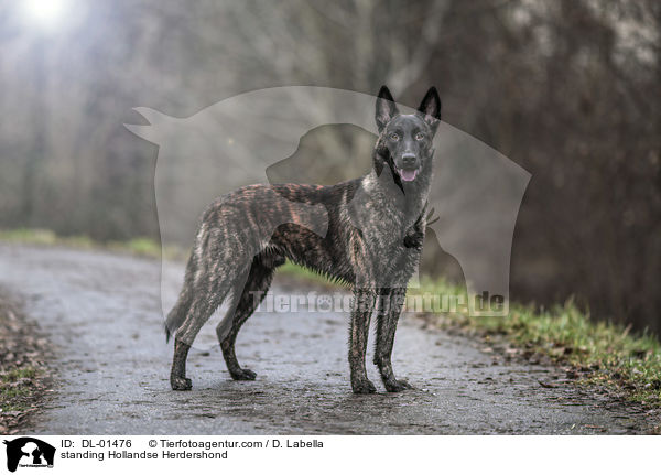 stehender Hollndischer Schferhund / standing Hollandse Herdershond / DL-01476