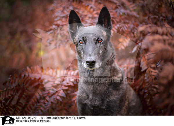 Hollandse Herder Portrait / Hollandse Herder Portrait / TAH-01277