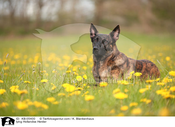 liegender Hollandse Herder / lying Hollandse Herder / KB-05400