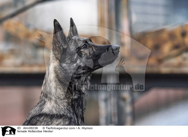 Hollandse Herder Hndin / female Hollandse Herder / AH-06038