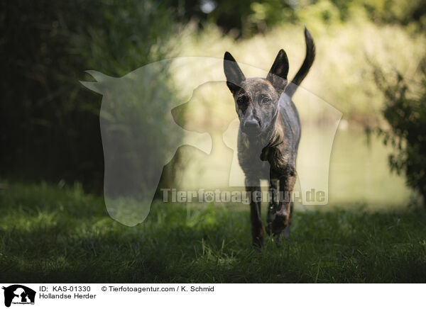 Hollndischer Schferhund / Hollandse Herder / KAS-01330