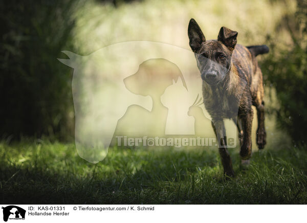 Hollndischer Schferhund / Hollandse Herder / KAS-01331