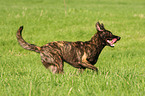 Dutch Shepherd Dog