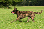 Dutch Shepherd Dog