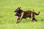 Dutch Shepherd Dog