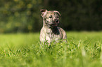 Hollandse Herder Puppy