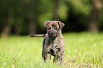 Hollandse Herder Puppy