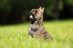 Hollandse Herder Puppy